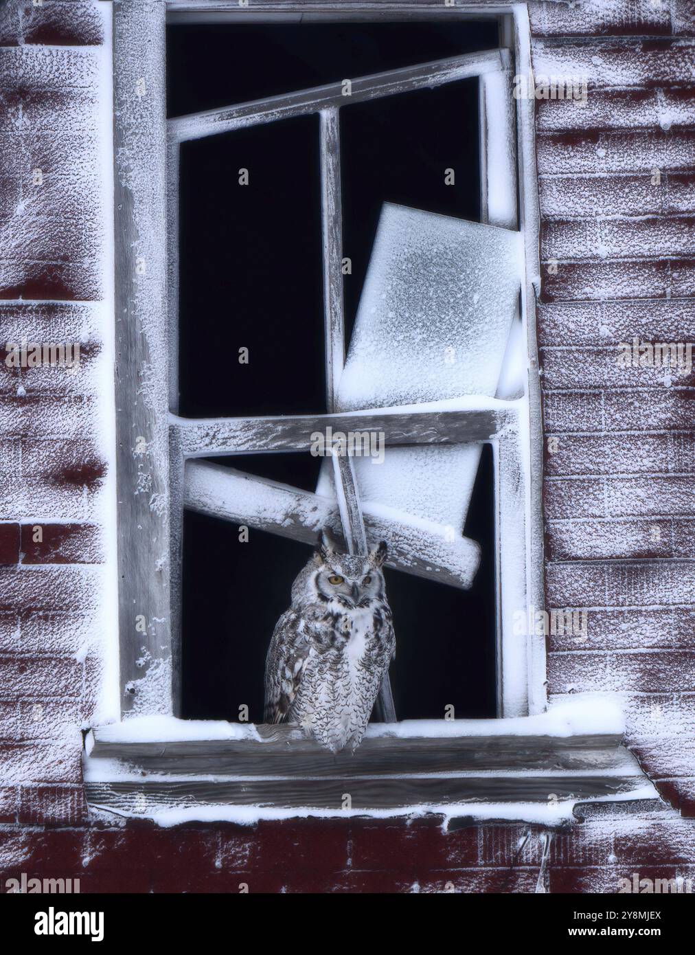 Große Horneule in den kanadischen Prärien von Saskatchewan Stockfoto