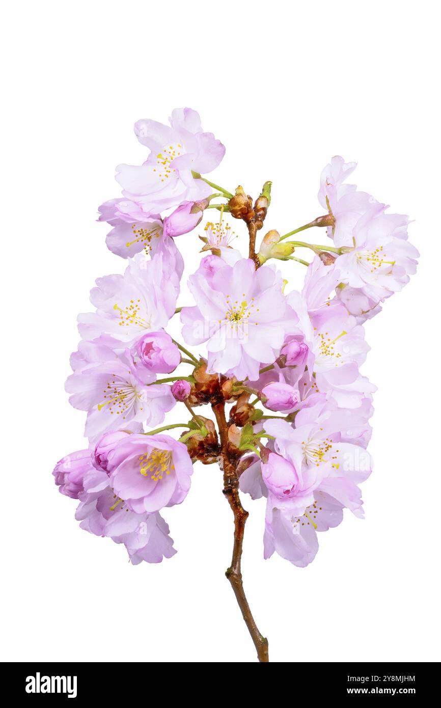 Makroaufnahme einer isolierten rosa Kirschblüten Stockfoto