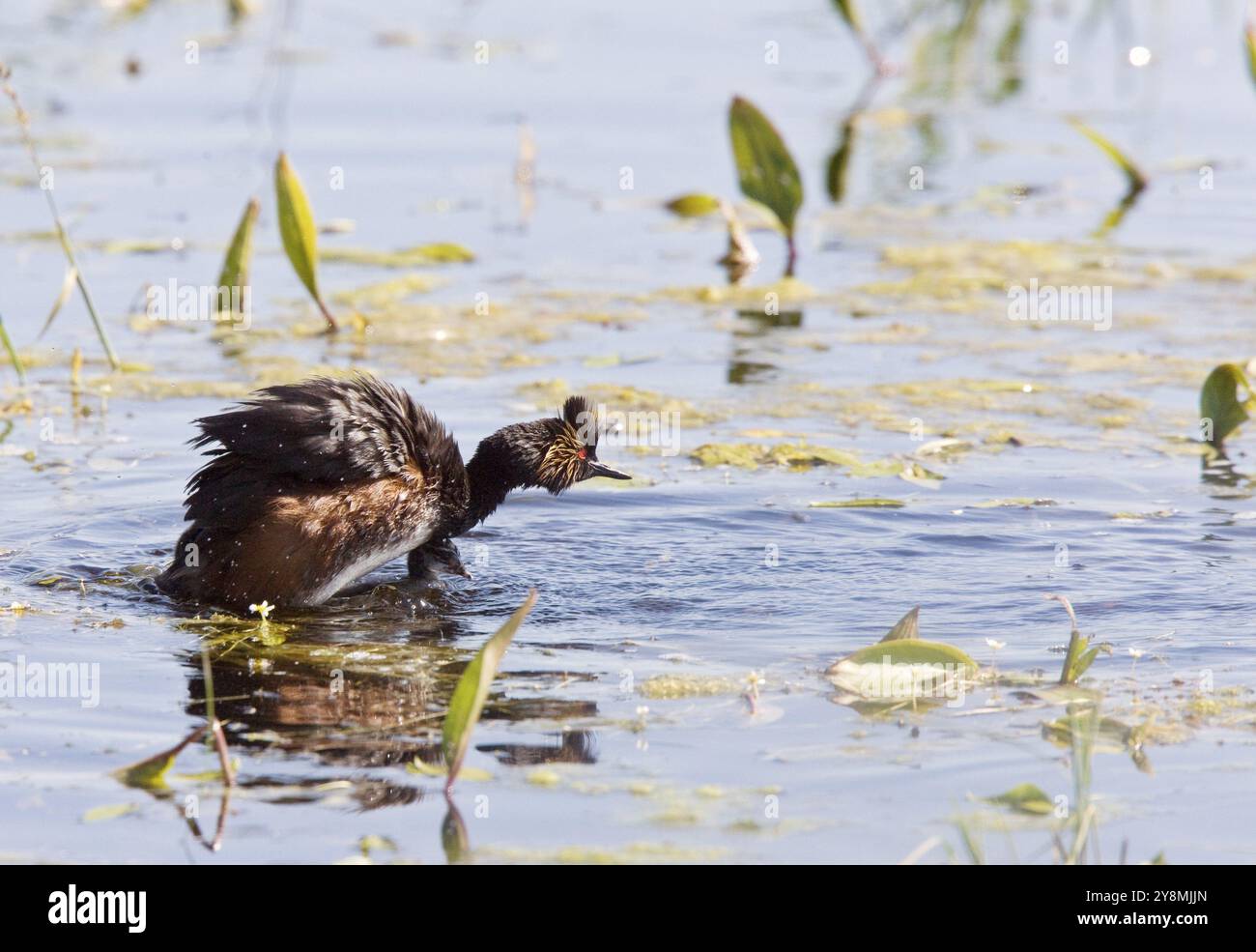 Grebe mit Babys Küken im Teich in Saskatchewan Kanada Stockfoto