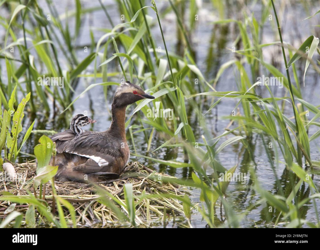 Gehörnte Grebe und Babys in Saskatchewan, Kanada Stockfoto