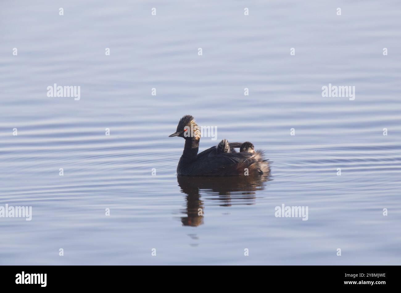 Eared Grebe mit Babys Saskatchewan Marsh Kanada Stockfoto
