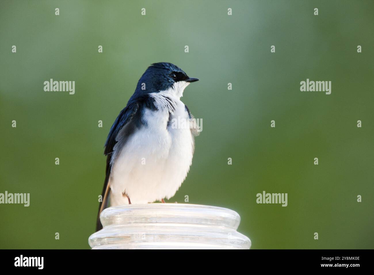 Baumschwalbe aus nächster Nähe in Saskatchewan Kanada Stockfoto