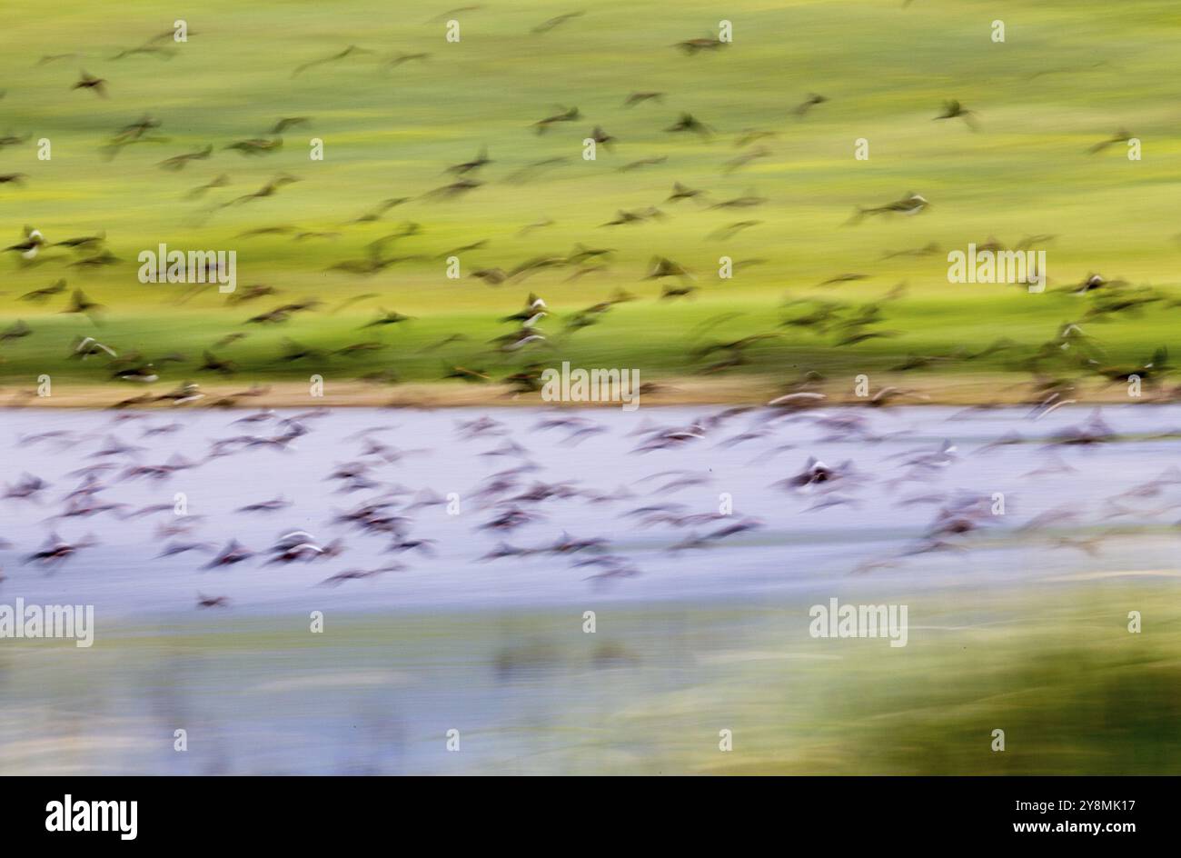 Herde von schwarzen Vögel im Flug in Saskatchewan, Kanada Stockfoto