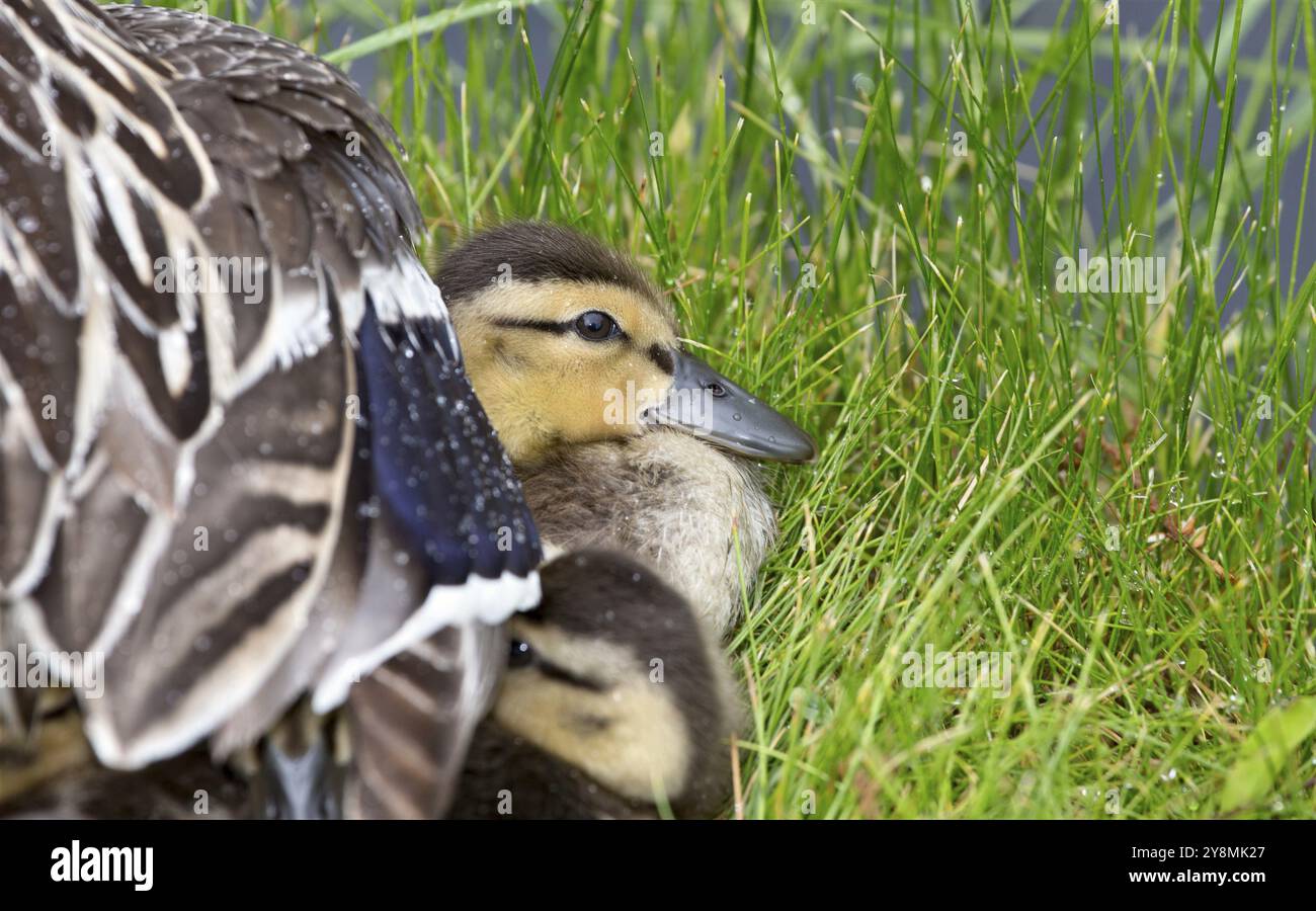 Mutter Ente und Babys versteckt in Saskatchewan, Kanada Stockfoto
