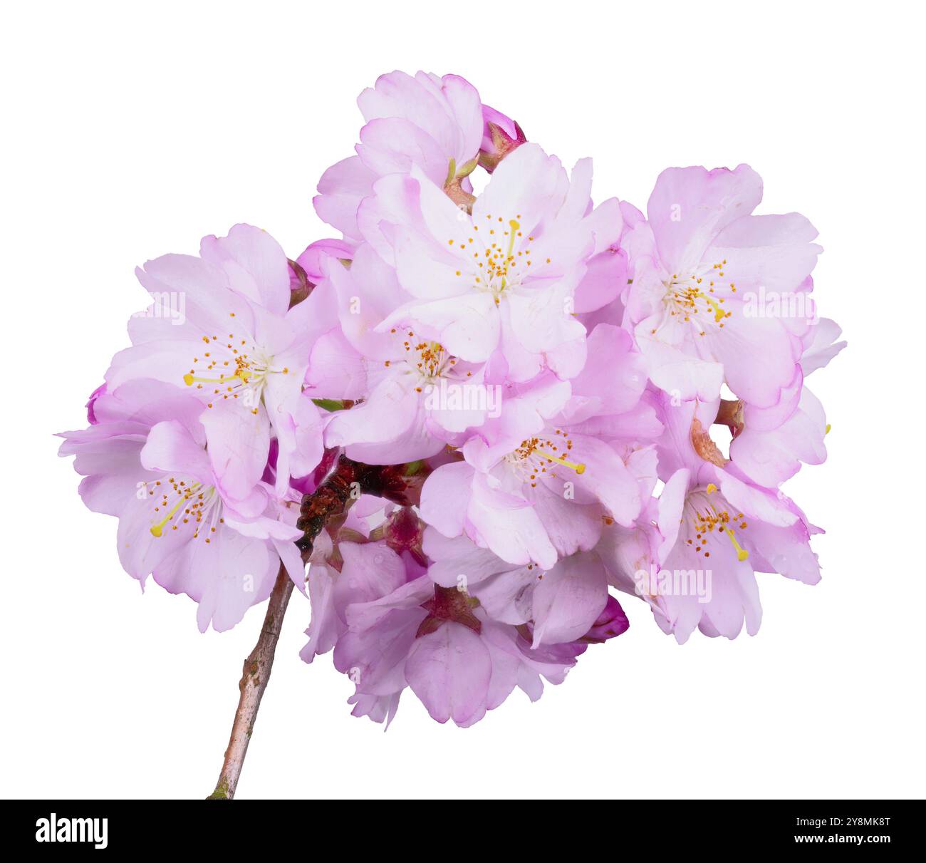 Makroaufnahme einer isolierten rosa Kirschblüten Stockfoto