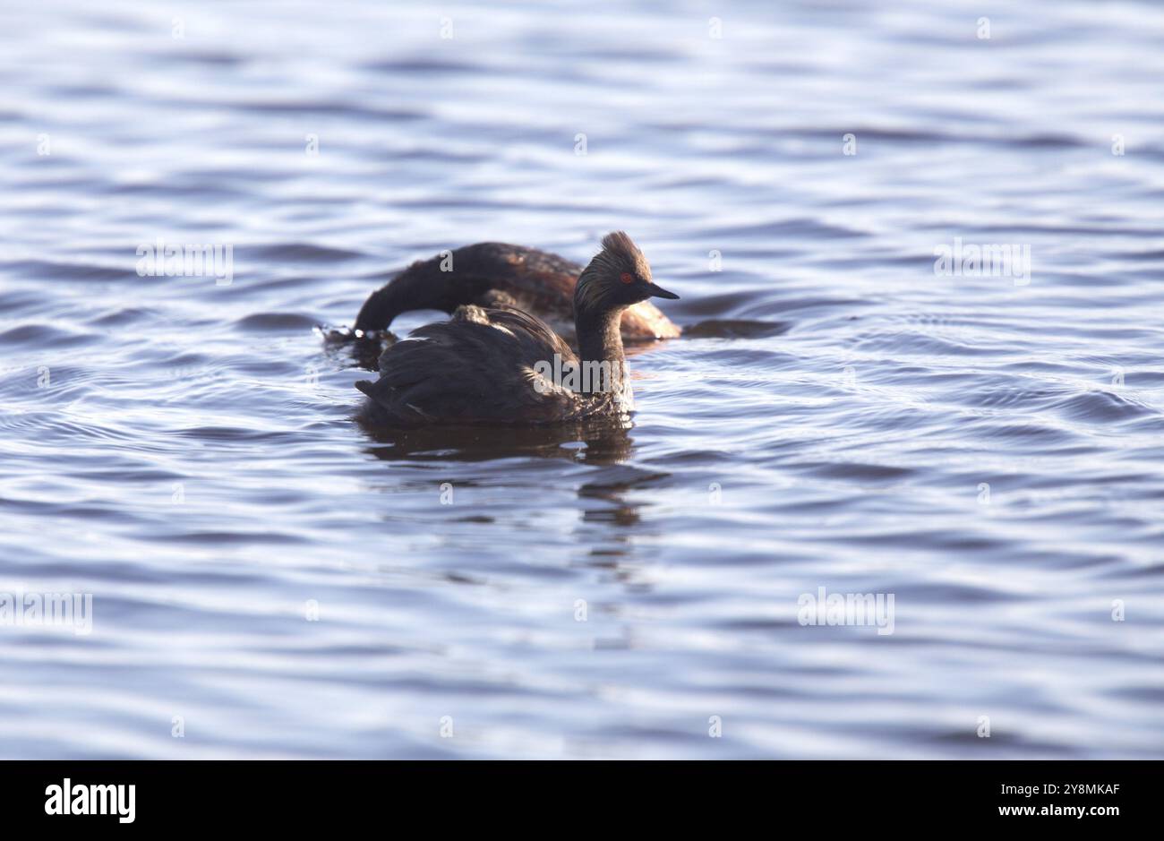 Eared Grebe mit Babys Saskatchewan Marsh Kanada Stockfoto