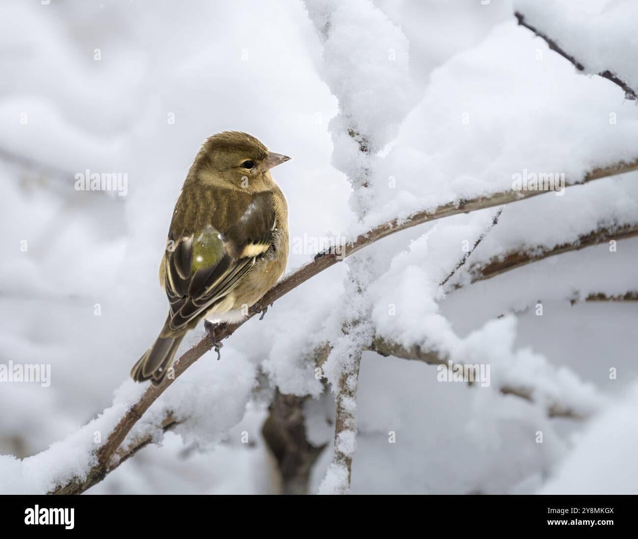 Nahaufnahme eines weiblichen Buchbeins, der auf einem schneebedeckten Baum sitzt Stockfoto