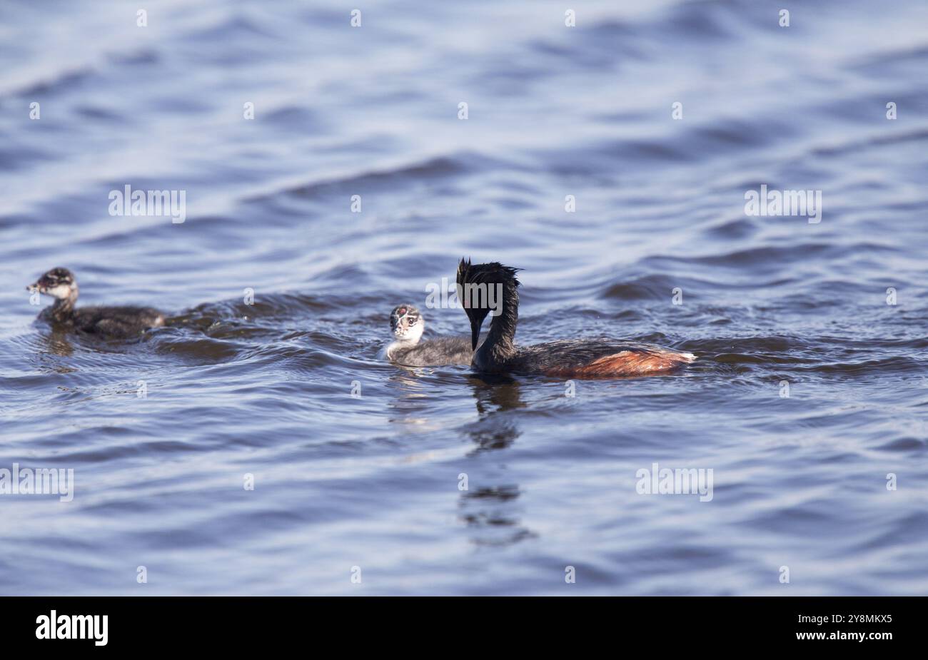 Eared Grebe mit Babys Saskatchewan Marsh Kanada Stockfoto