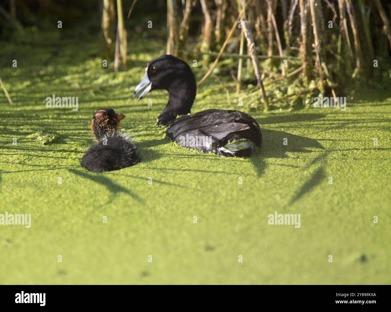 Amerikanisches Blässhuhn Waterhen und Babys in Marsh Kanada Stockfoto