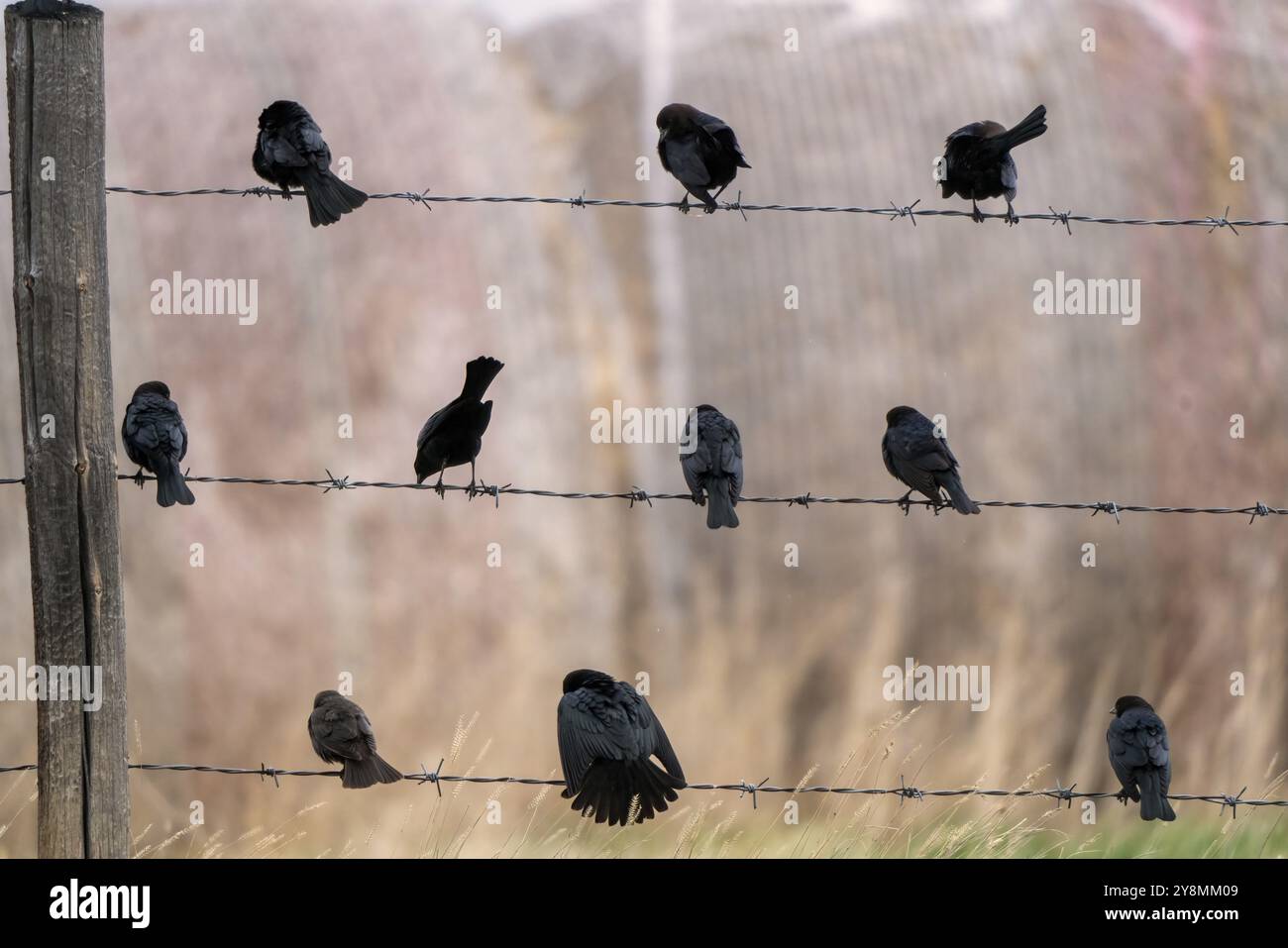 Schwarzvögel auf Draht im Sommer Saskatchewan Kanada Stockfoto