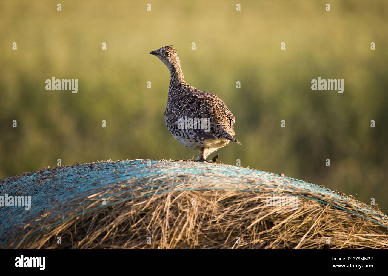 Scharfe Schwanzhühner auf einer Heukaution Kanada Stockfoto