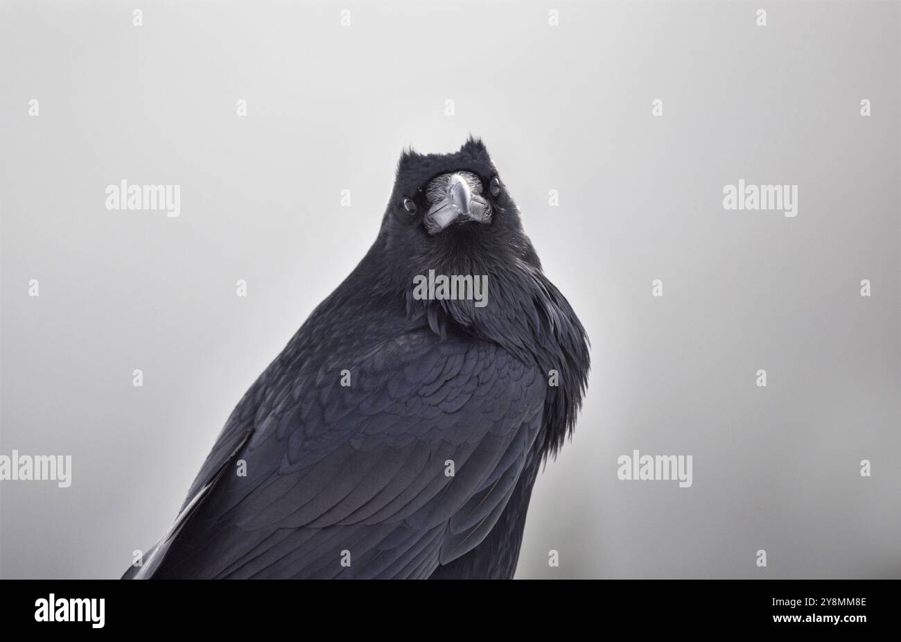 Raven Sie im Winter Rocky Mountains in Alberta Kanada Stockfoto