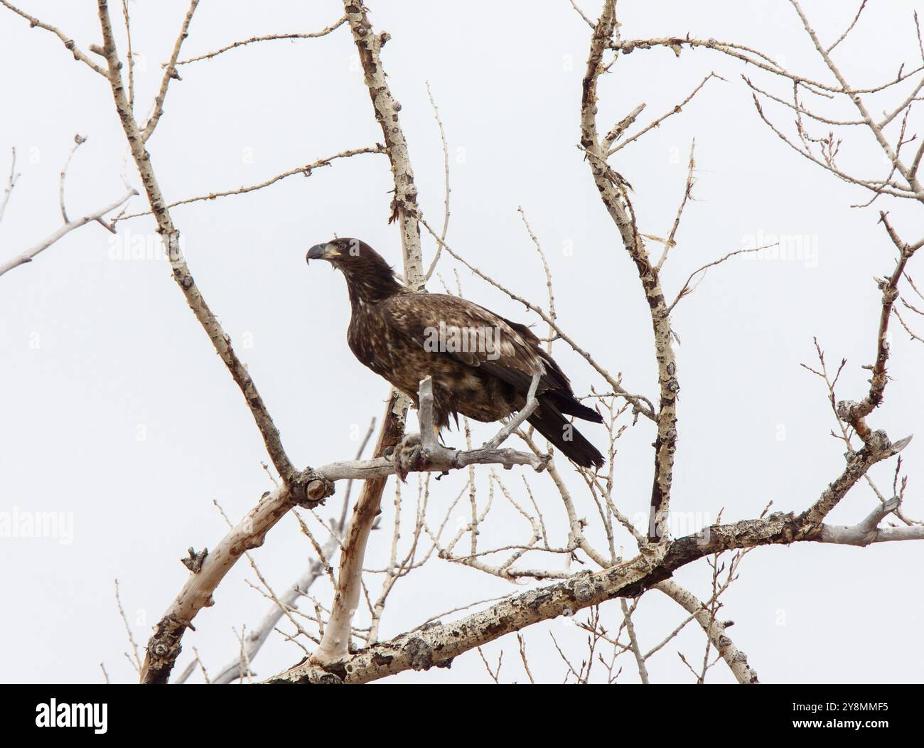 Golden Eagle Kanada Prairie Migration inTree Stockfoto