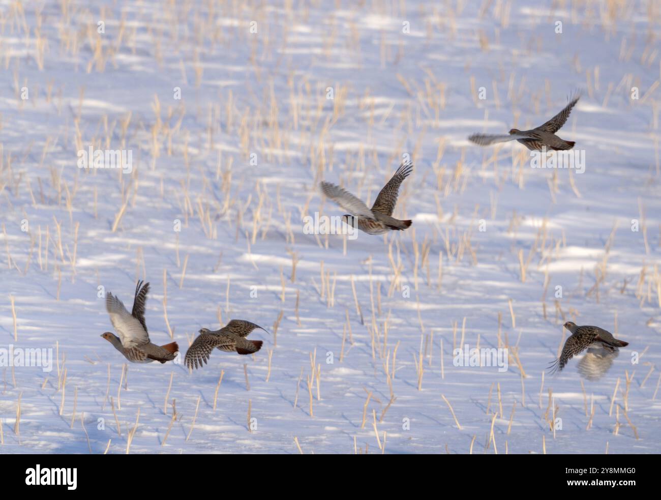 Rebhuhn in Saskatchewan Kanada Saison Prairie Szene Stockfoto