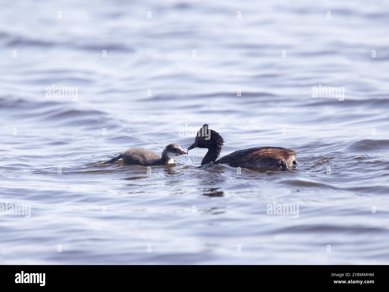 Eared Grebe mit Babys Saskatchewan Marsh Kanada Stockfoto