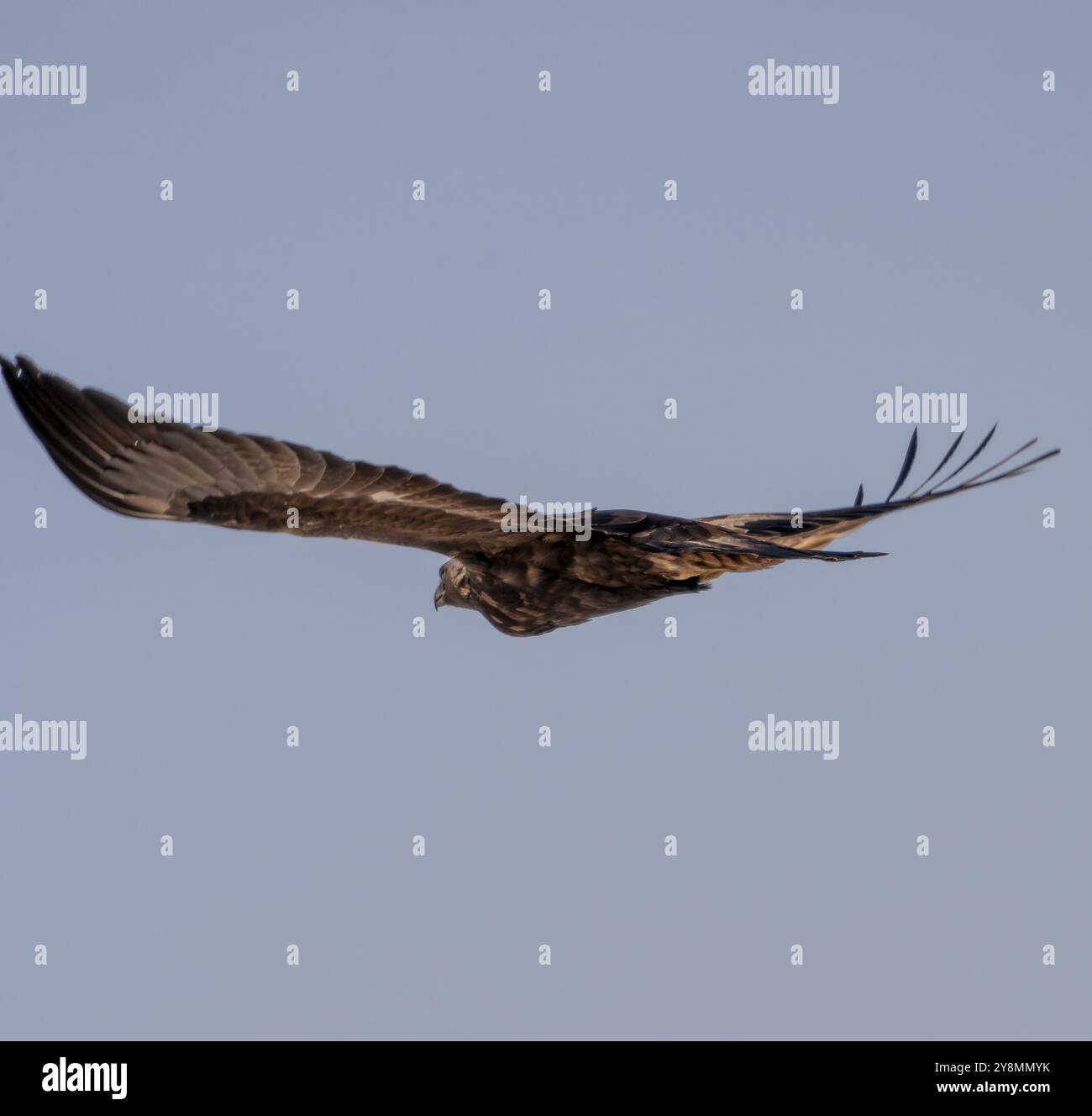 Golden Eagle Canada große majestätische Vogelpräparate Kanada Stockfoto