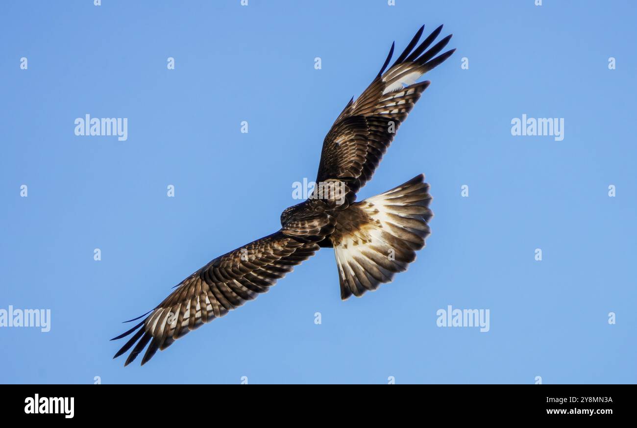 Rough Legged Hawk im Winter Saskatchewan Kanada Stockfoto