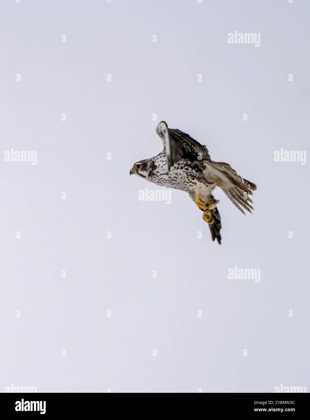 Wanderfalke im Flug Winter Saskatchewan Kanada Stockfoto