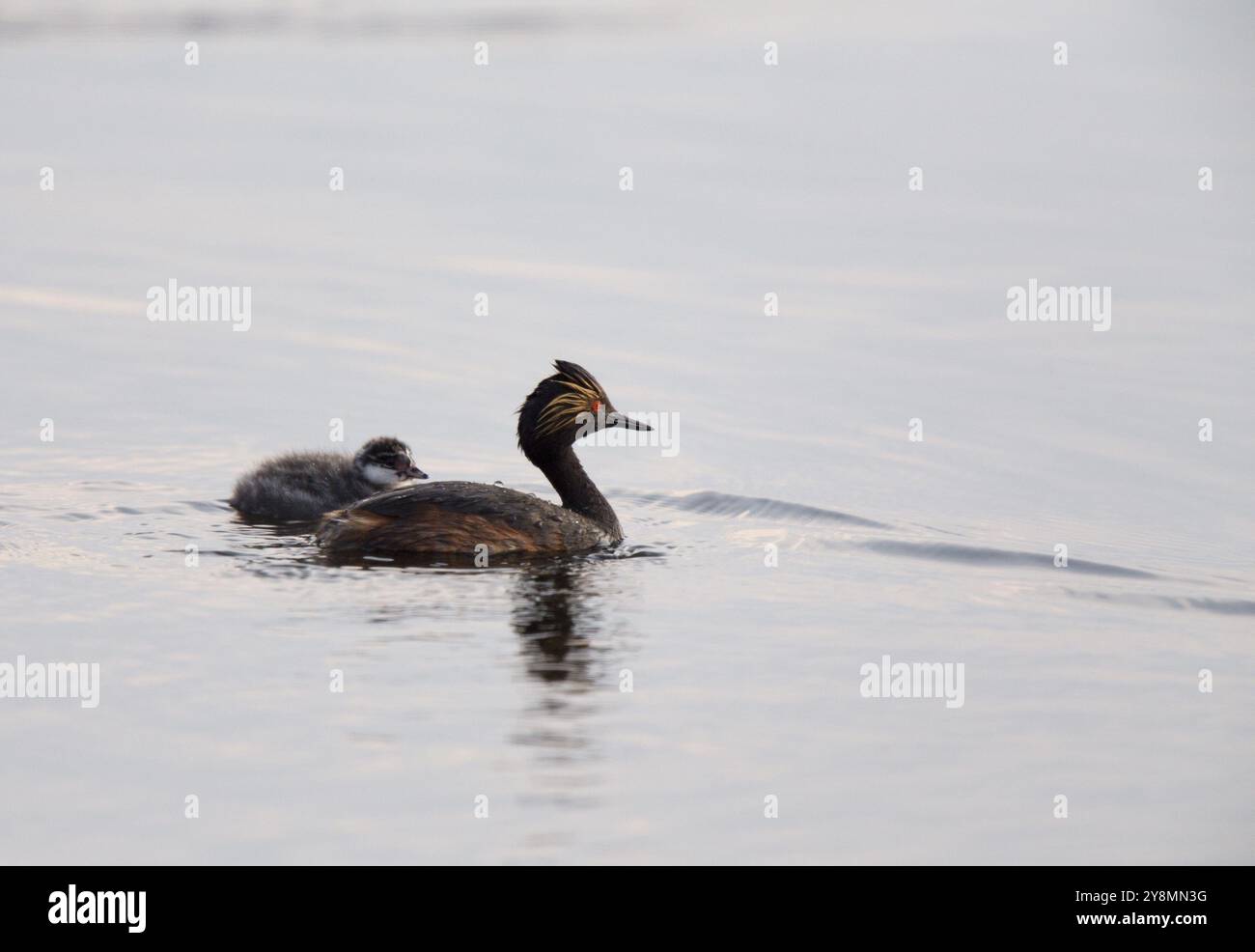 Eared Grebe mit Babys Saskatchewan Marsh Kanada Stockfoto