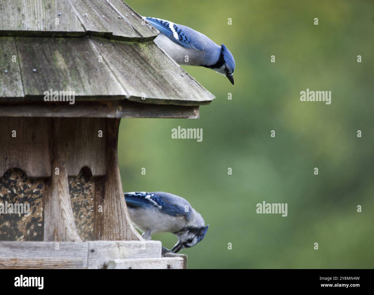 Blue Jay am Anleger in Ontario Kanada Stockfoto