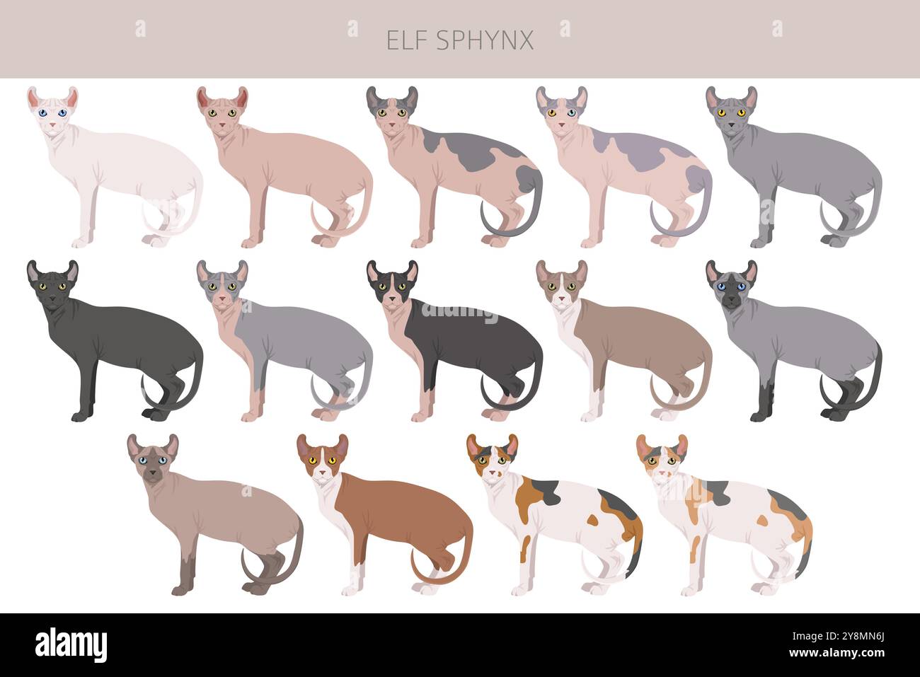 Elf Sphynx Cat Clipart. Alle Lackfarben festgelegt. Infografik zu den Merkmalen aller Katzenrassen. Vektorabbildung Stock Vektor