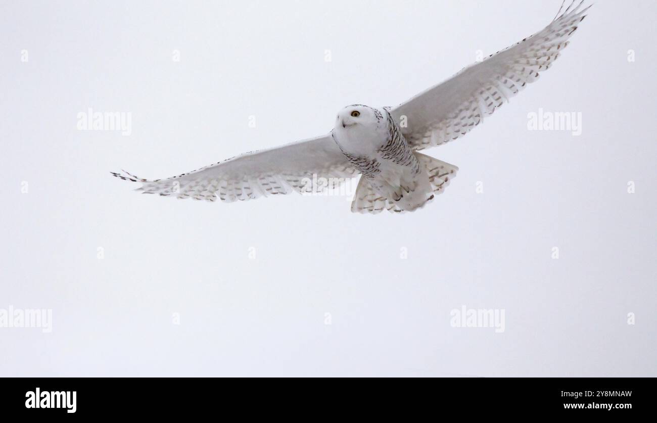 Schneeeule in Saskatchewan Kanada Stockfoto