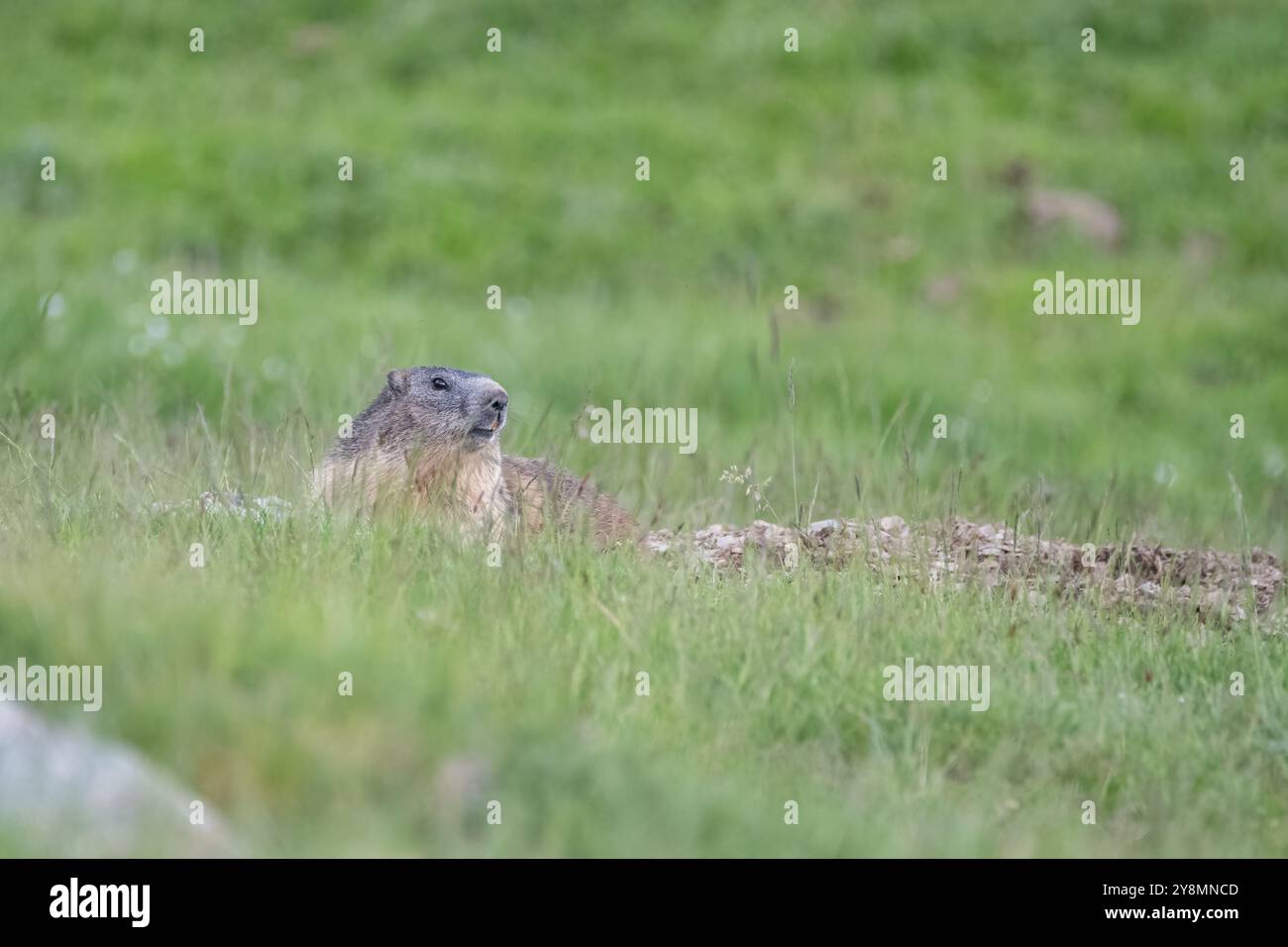 alpines Murmeltier, Marmota Marmota, geh aus der Höhle Stockfoto