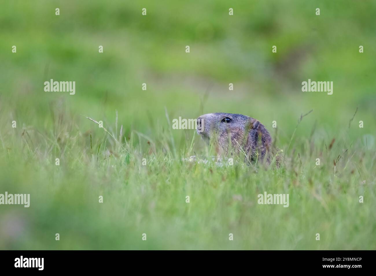 alpines Murmeltier, Marmota Marmota, geh aus der Höhle Stockfoto