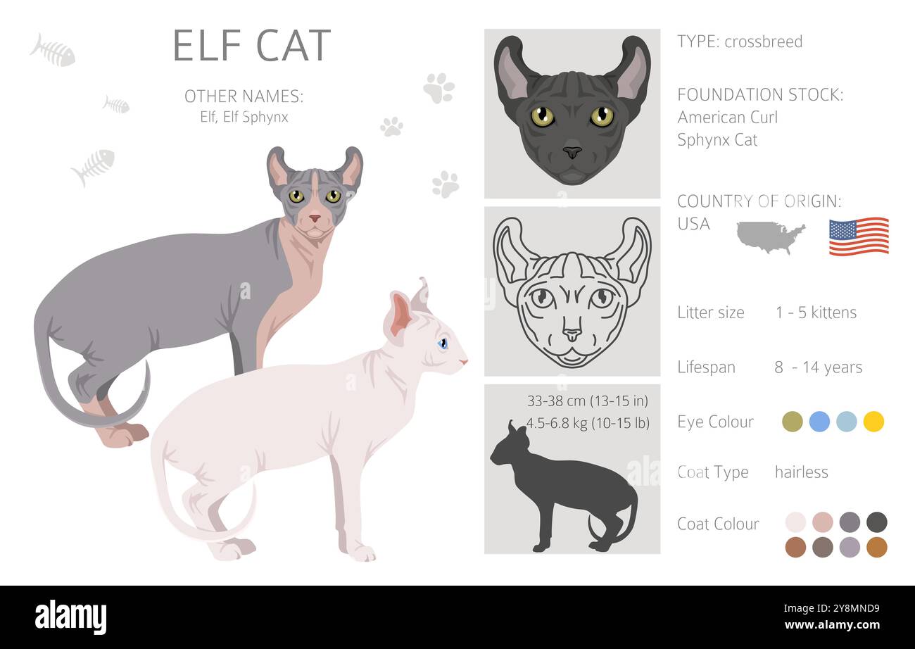 Elf Sphynx Cat Clipart. Alle Lackfarben festgelegt. Infografik zu den Merkmalen aller Katzenrassen. Vektorabbildung Stock Vektor