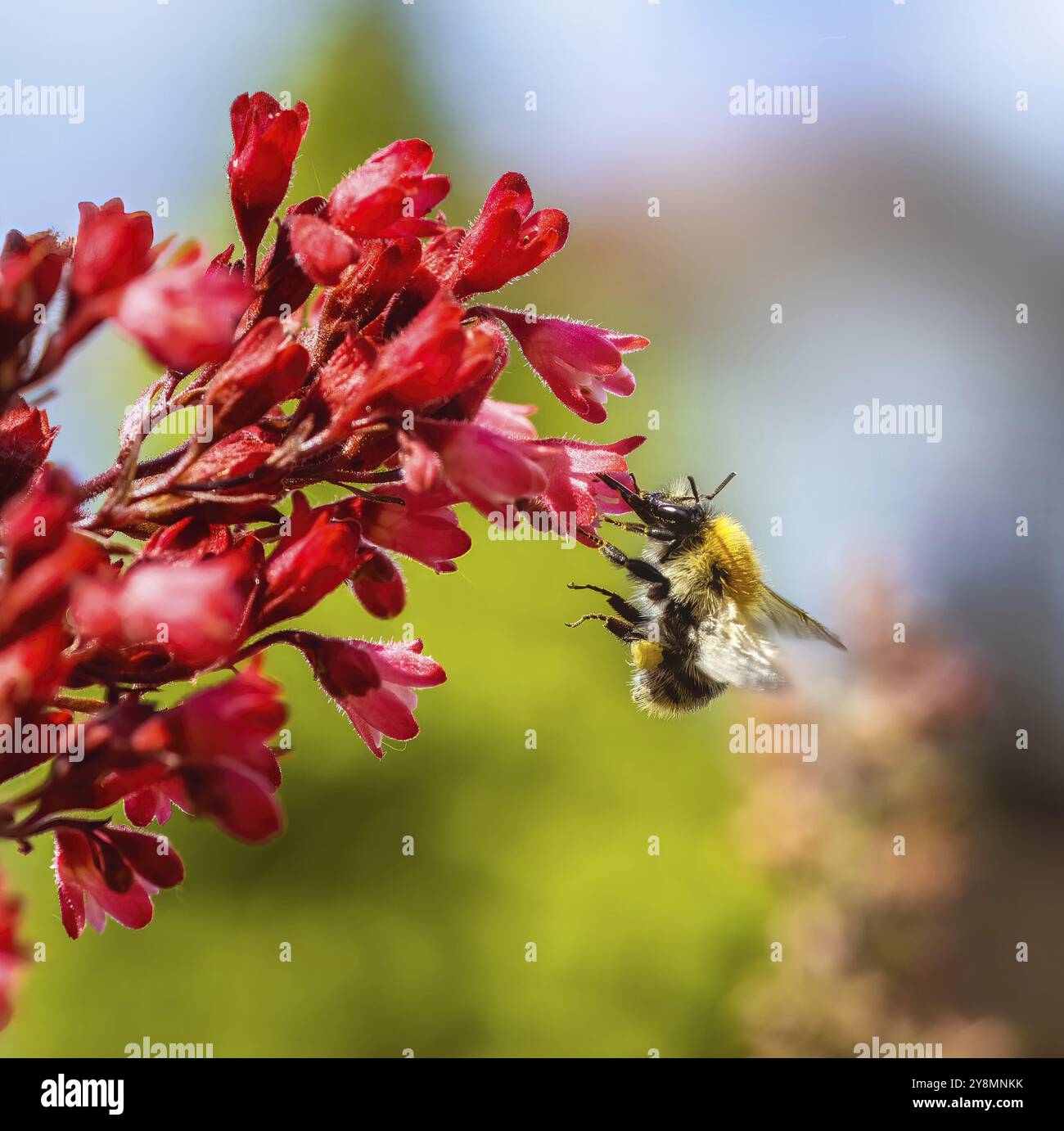 Makro einer gemeinen Carderbiene, die zu einer roten heuchera-Blüte fliegt Stockfoto