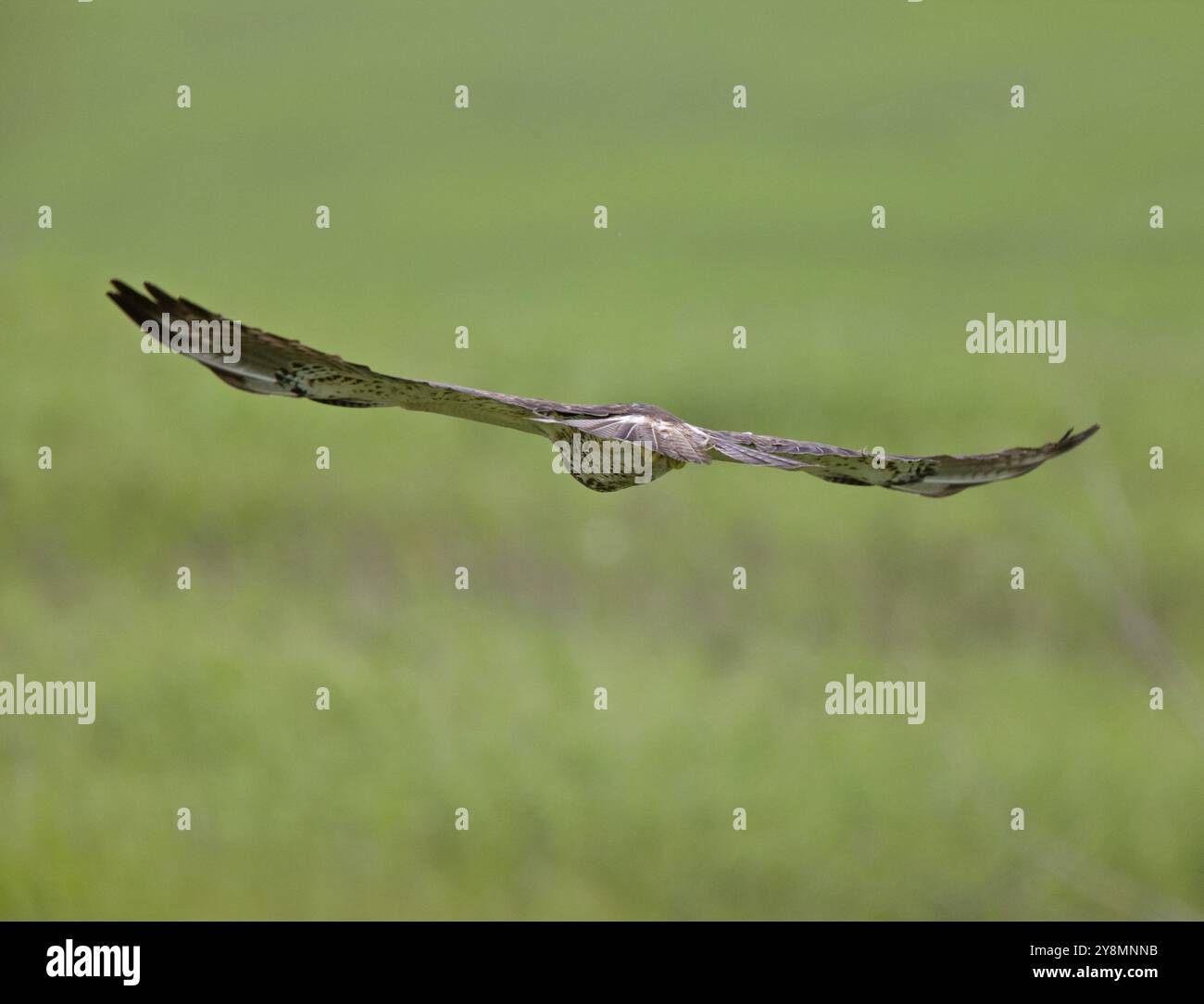 Swainson Hawk im Flug Nahaufnahme Kanada Stockfoto