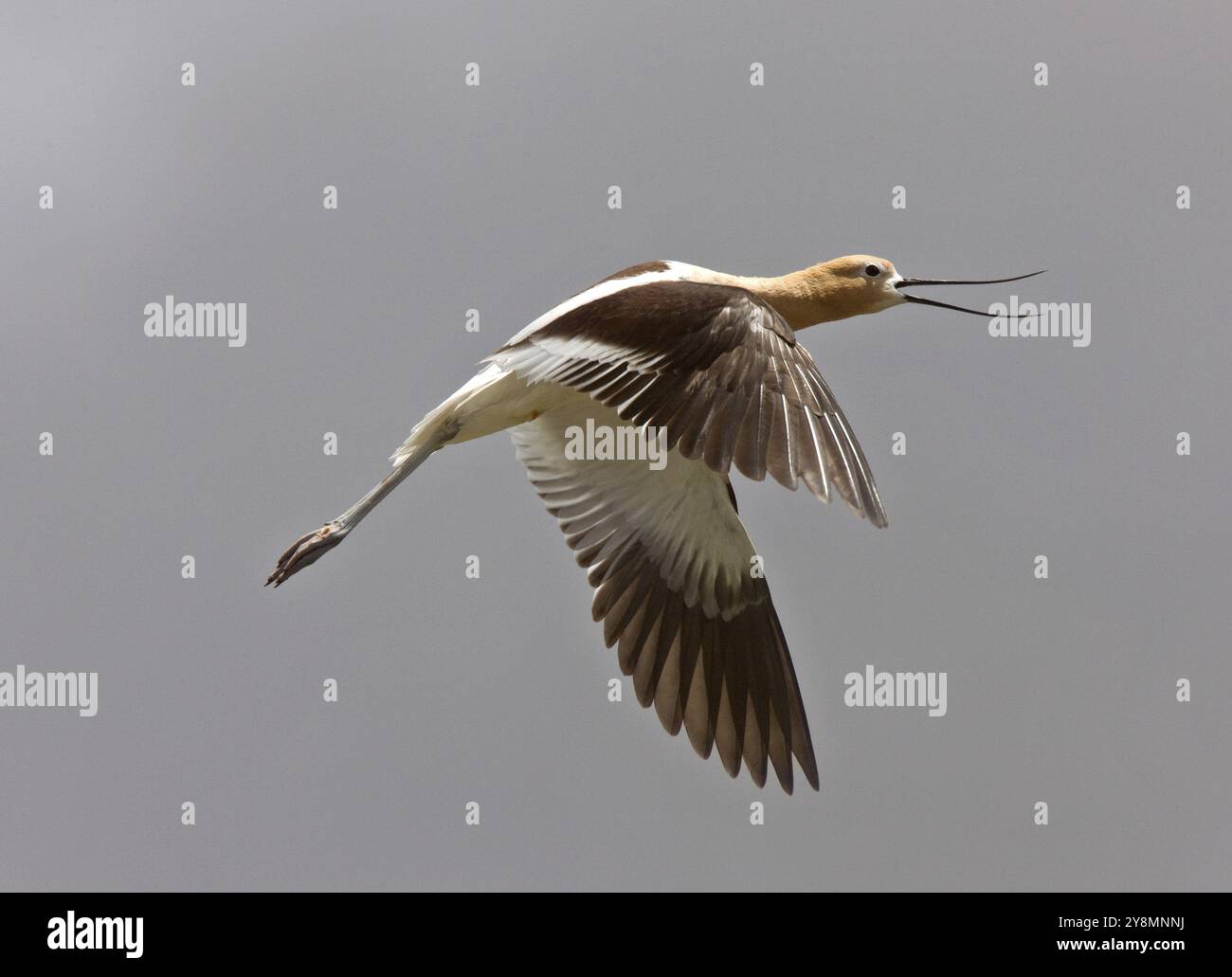 Avocet in Saskatchewan Kanada Frühling Schönheit bunt Stockfoto