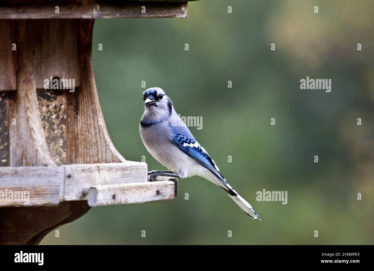 Blue Jay am Anleger in Ontario Kanada Stockfoto