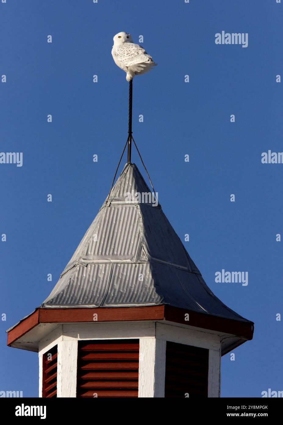 Snowy Owl auf Scheune Jagd raptor Saskatchewan Kanada Stockfoto