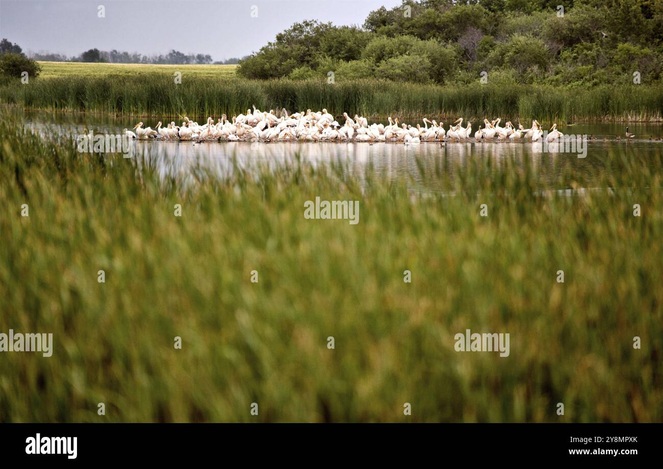 Pelican Colony Saskatchewan Teich Lake Canada Prairie Stockfoto