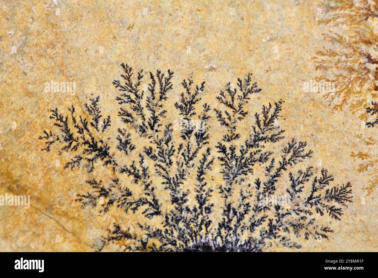 Dendritische Mineralien (Eisen- und Manganoxide) auf Solnhofener Kalkstein (Oberjura Süddeutschland) Stockfoto