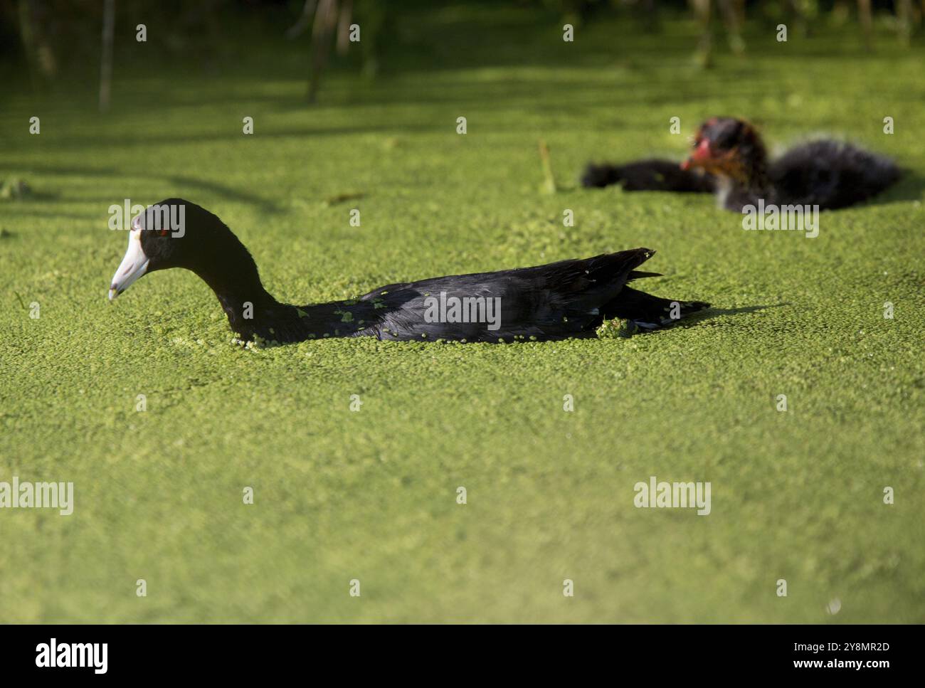 Amerikanisches Blässhuhn Waterhen und Babys in Marsh Kanada Stockfoto