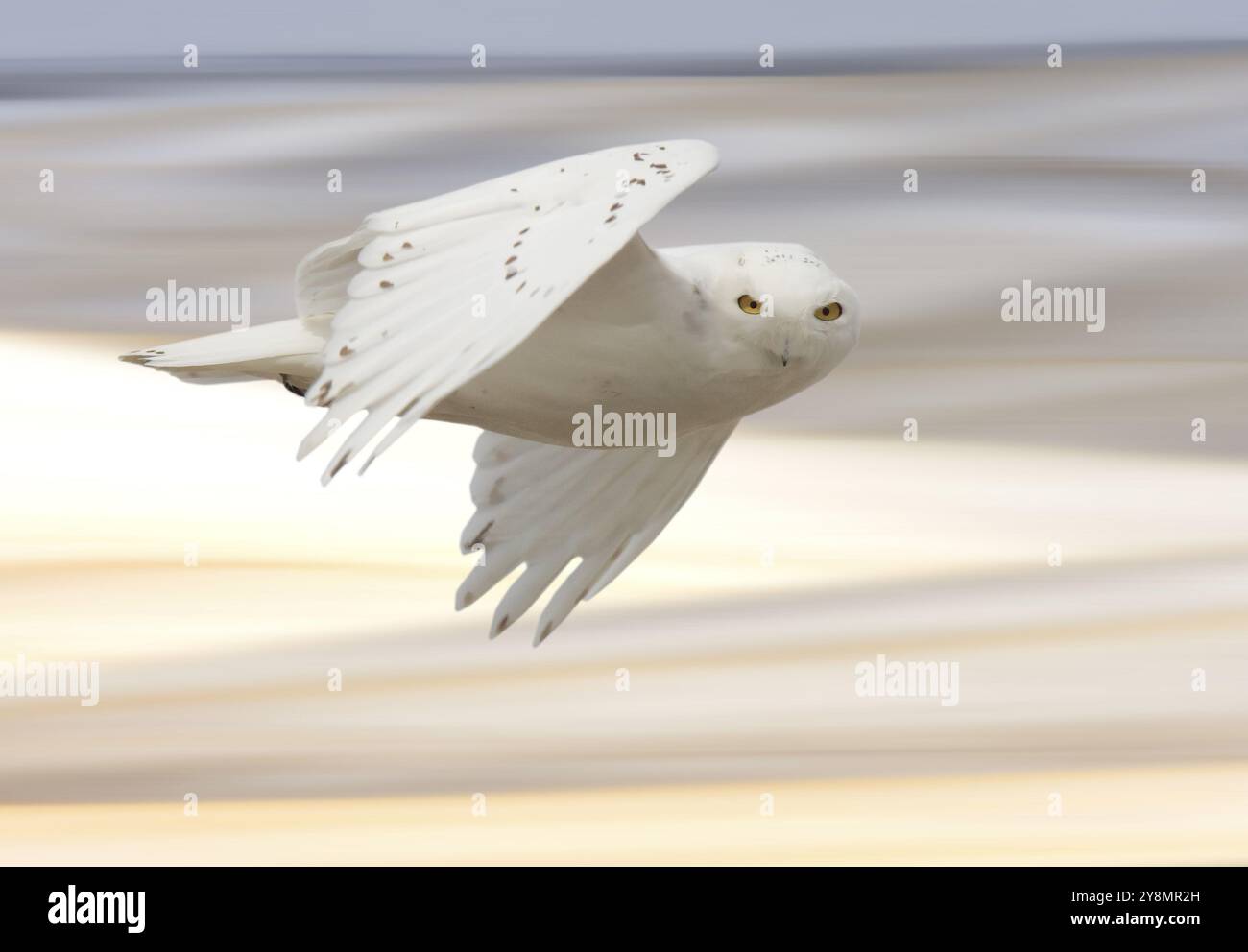 Schneeeule im Flug im Winter Kanada Stockfoto