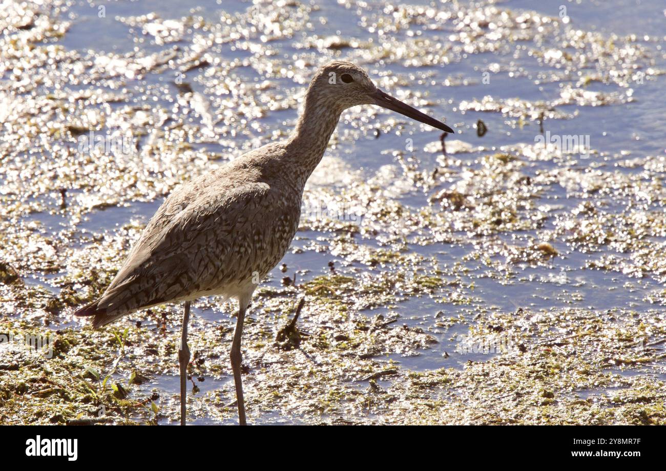 Marmorierte Uferschnepfe Kanada waten Vogel Kanada Saskatchewan Stockfoto