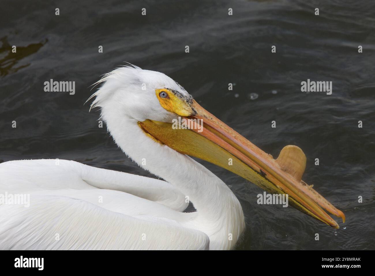 American White Pelican hautnah im Wasser Kanada Stockfoto