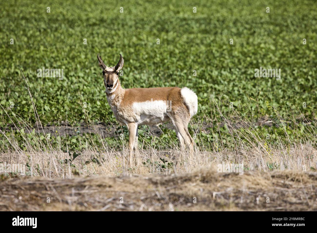 Antilope in der Feldvorderprärie Saskatchewan Kanada Stockfoto