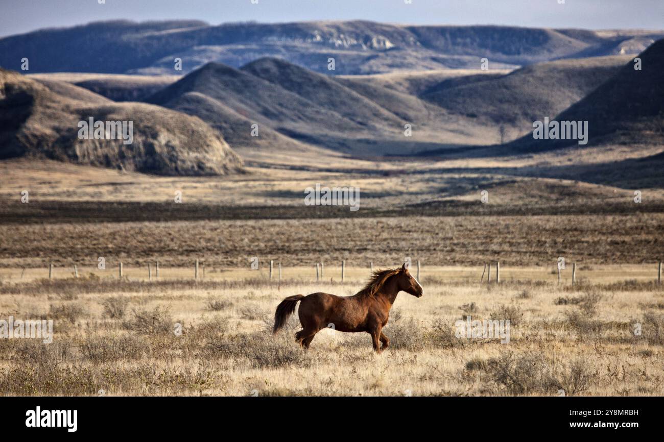 Badlands Kanada Saskatchewan Big Muddy Pferde auf der Weide Stockfoto