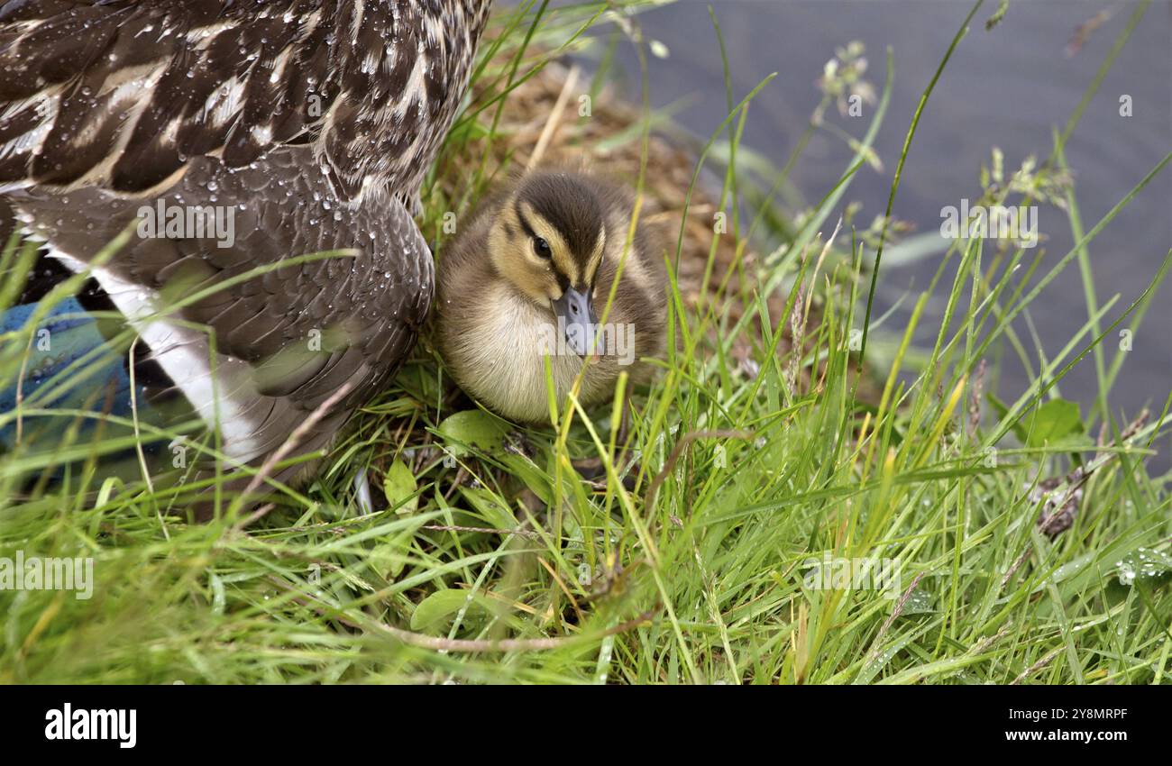 Mutter Ente und Babys versteckt in Saskatchewan, Kanada Stockfoto