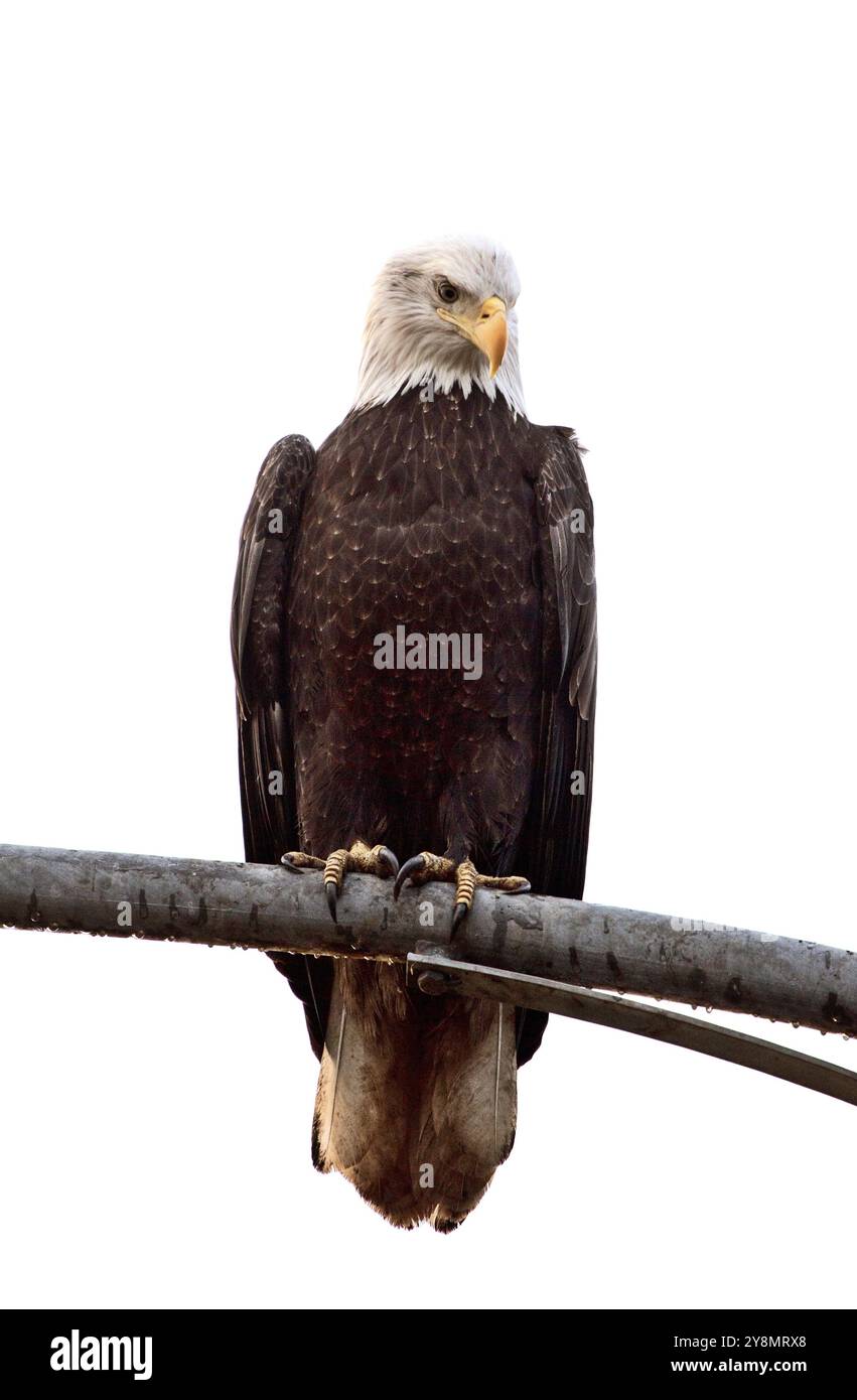 Weisskopfseeadler British Columbia sammeln platzieren Ladner Richmond Stockfoto