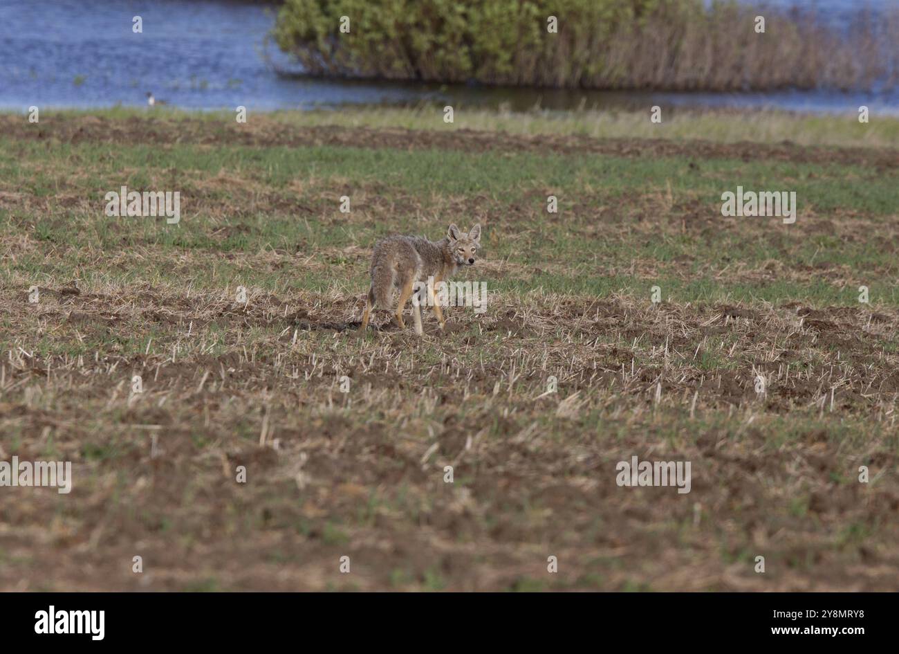 Coyote stehen im Feld in Saskatchewan, Kanada Stockfoto