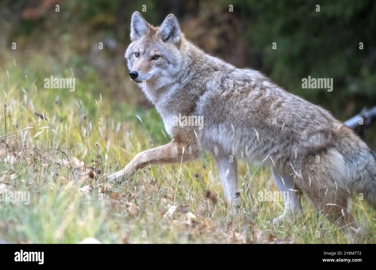 Wild Coyote Prairies Canada Saskatchewan auf der Jagd Stockfoto