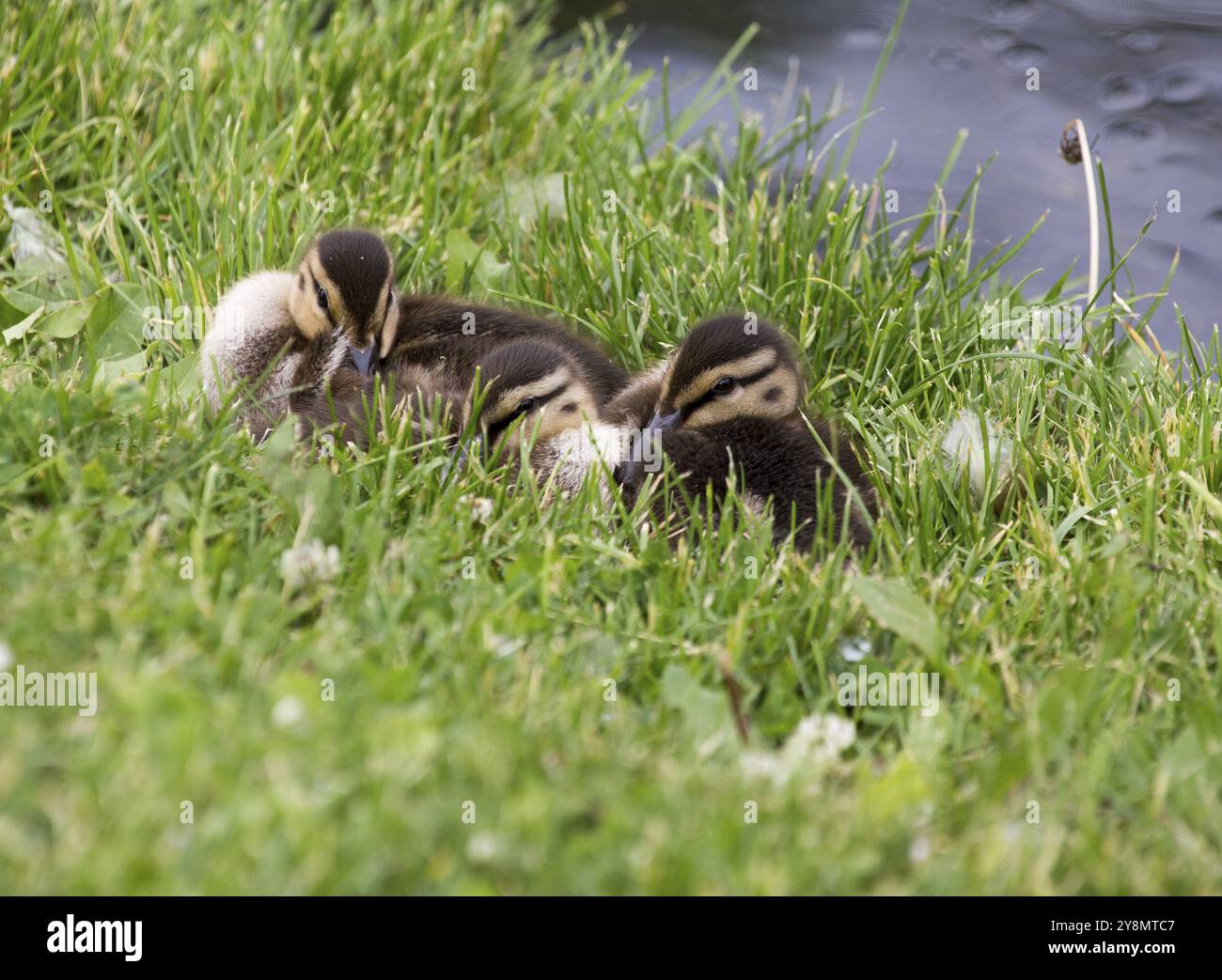Baby-Enten in Saskrtchewan Kanada Feuchtgebieten wild Stockfoto