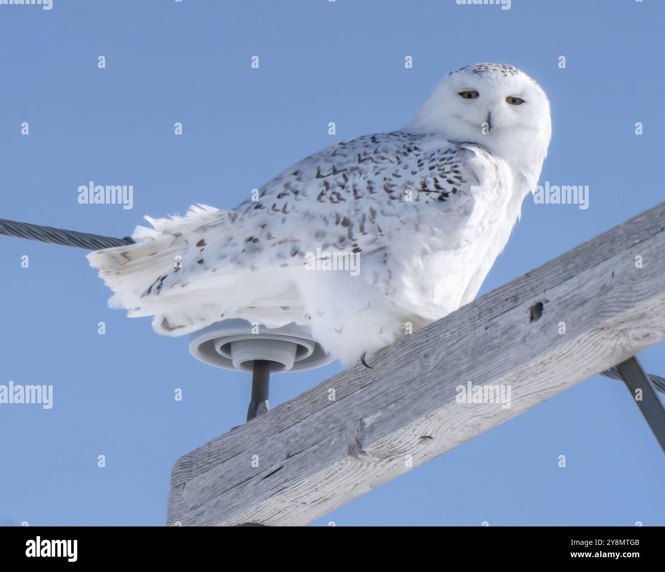 Schnee-Eulen-Winter in Saskatchewan Kanada wunderschön Stockfoto