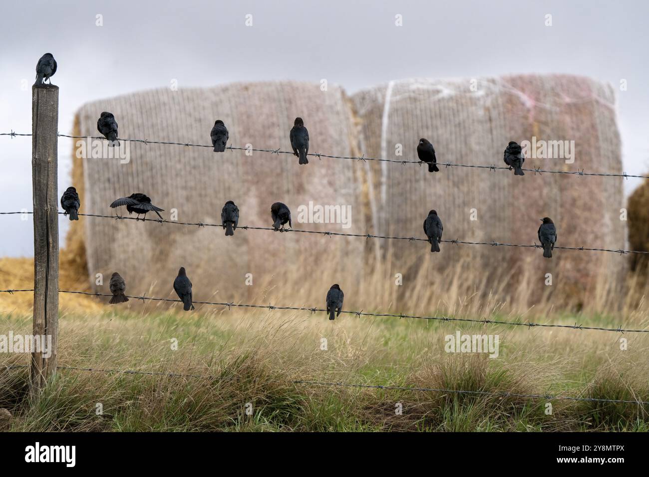 Schwarzvögel auf Draht im Sommer Saskatchewan Kanada Stockfoto