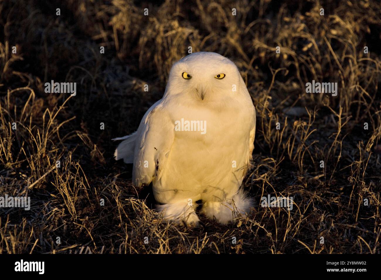 Schneeeule bei Sonnenuntergang in der Prärie Stockfoto